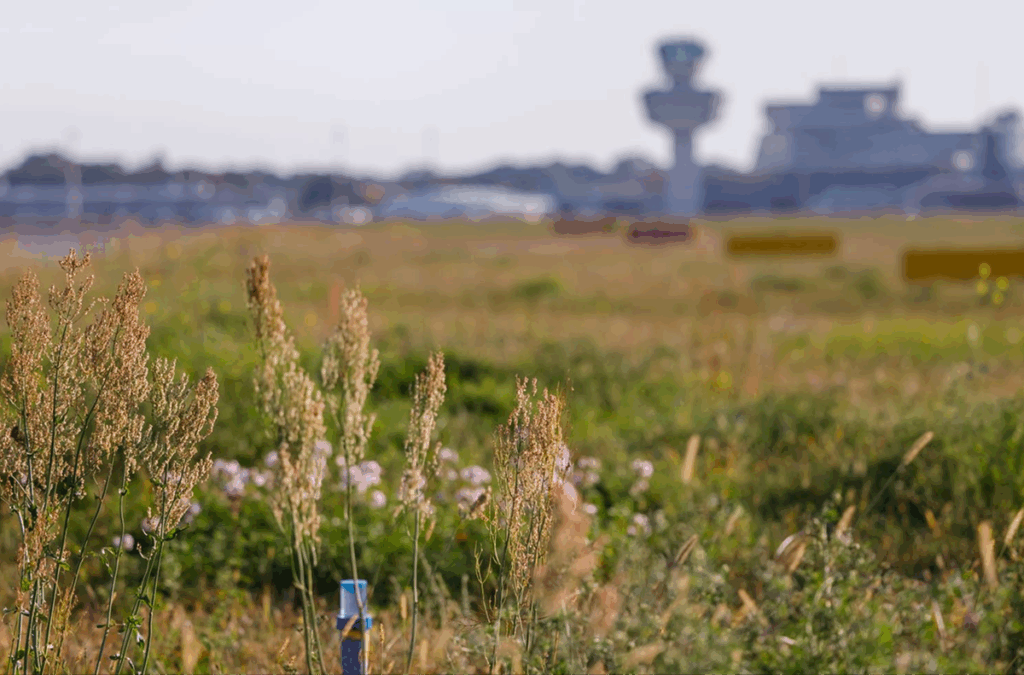 Landschaftspark-Tegeler-Stadtheide Tegel, Berlin