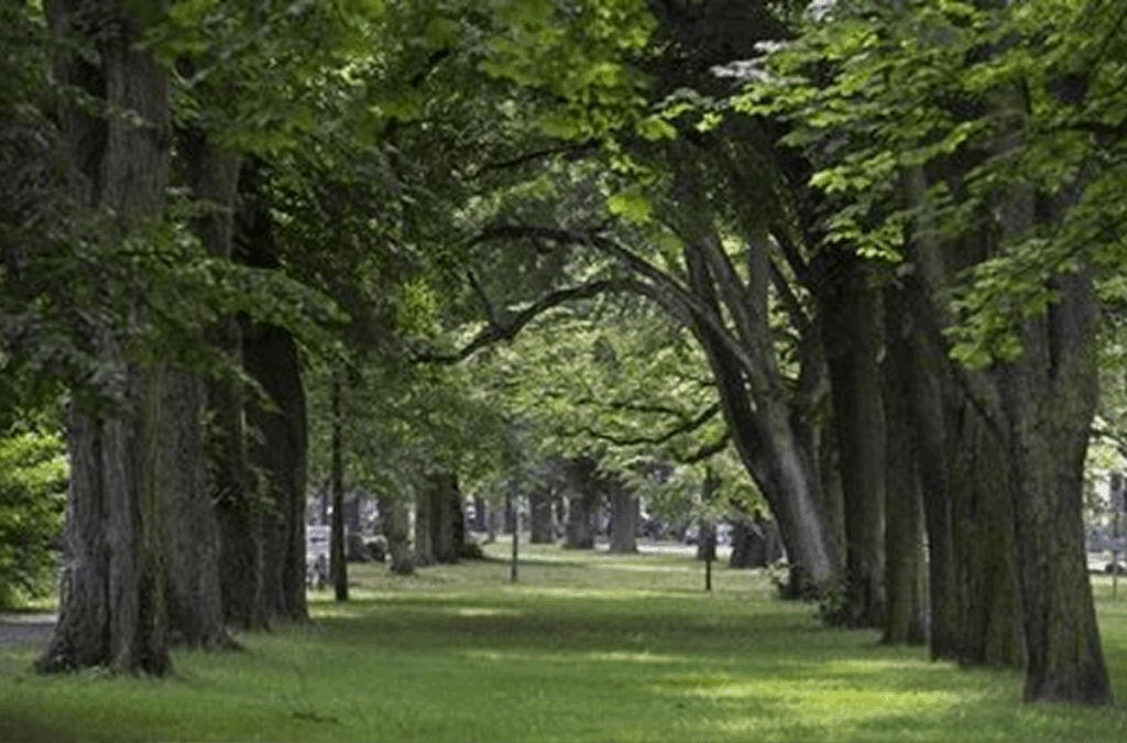 Reinickendorf – Panoramablick-auf-einen-grünen-Bezirk-Berlins